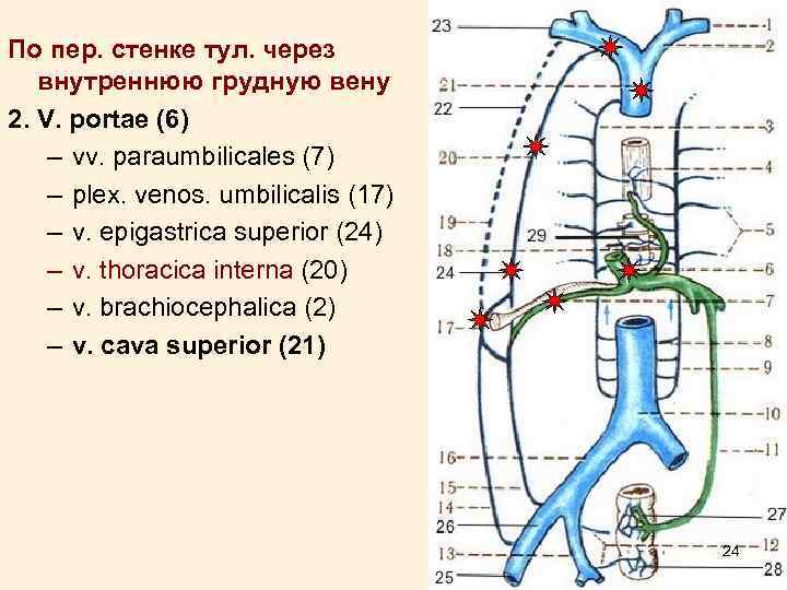 По пер. стенке тул. через внутреннюю грудную вену 2. V. portae (6) – vv.