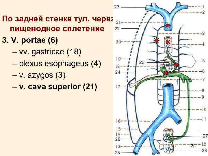 По задней стенке тул. через пищеводное сплетение 3. V. portae (6) – vv. gastricae