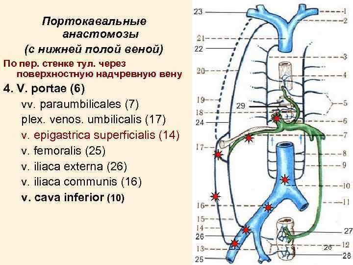 Схема нижней полой вены