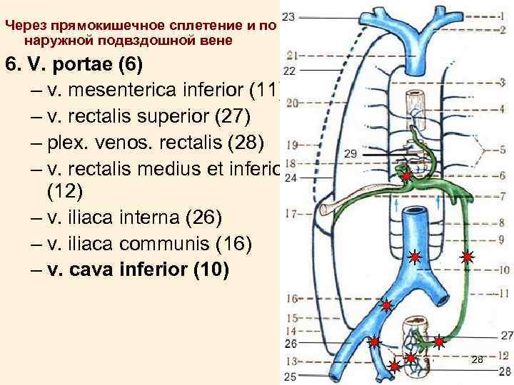 Через прямокишечное сплетение и по наружной подвздошной вене 6. V. portae (6) – v.