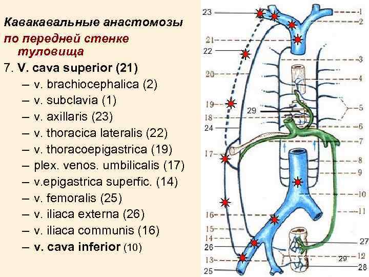 Кавакавальные анастомозы по передней стенке туловища 7. V. cava superior (21) – v. brachiocephalica