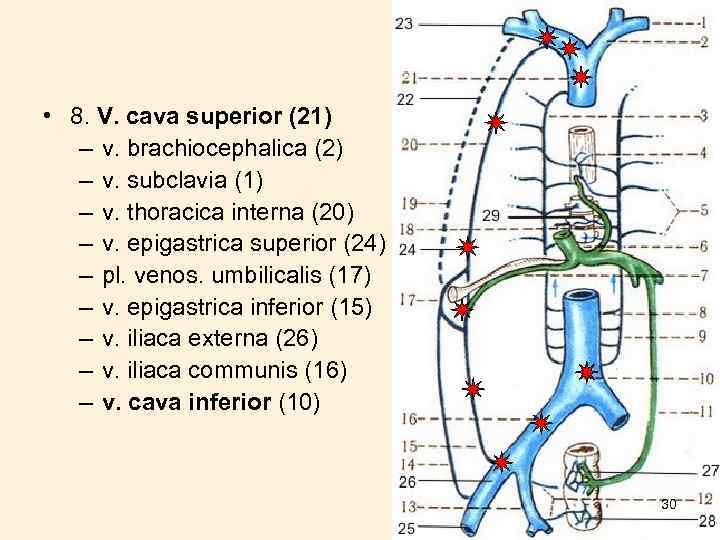  • 8. V. cava superior (21) – v. brachiocephalica (2) – v. subclavia