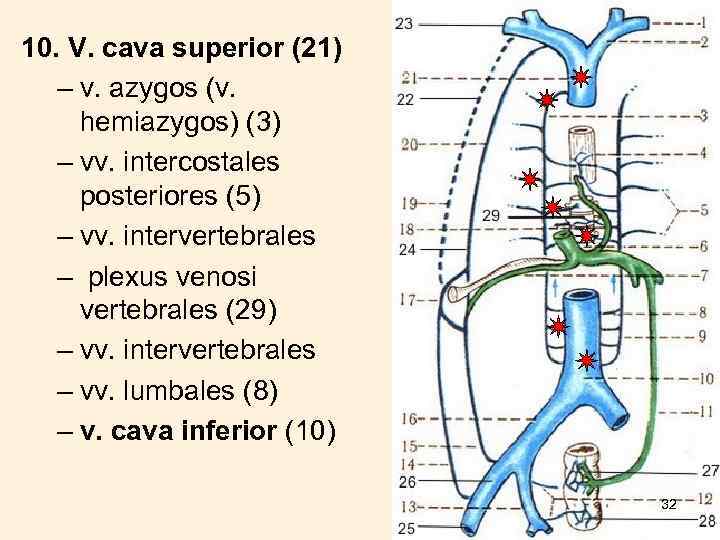 10. V. cava superior (21) – v. azygos (v. hemiazygos) (3) – vv. intercostales