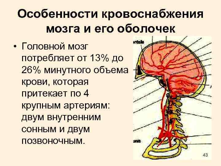 Схема кровоснабжения головного мозга человека