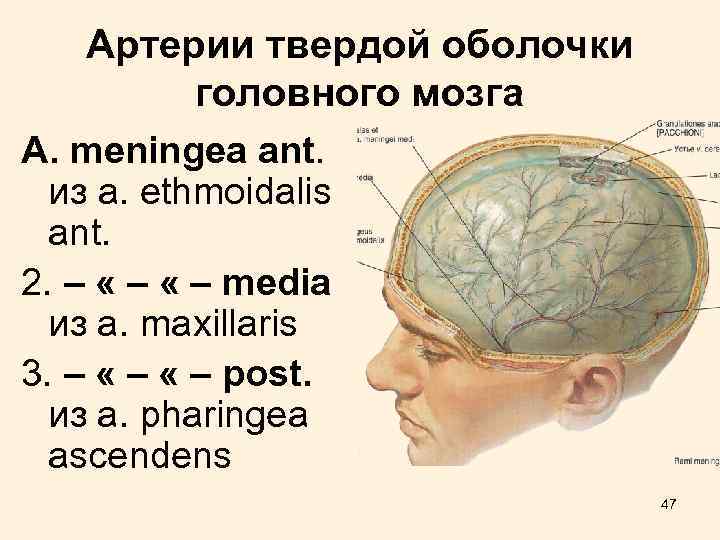 Артерии твердой оболочки головного мозга A. meningea ant. из а. ethmoidalis ant. 2. –