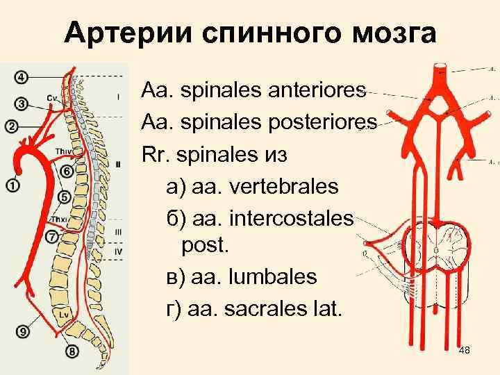 Артерии cпинного мозга Aa. spinales anteriores Aa. spinales posteriores Rr. spinales из а) aa.