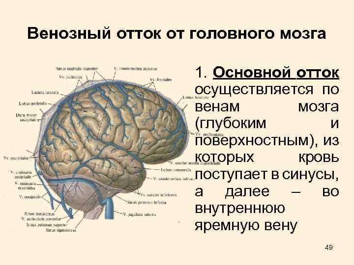 Венозный отток от головного мозга 1. Основной отток осуществляется по венам мозга (глубоким и