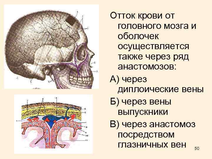 Отток крови от головного мозга и оболочек осуществляется также через ряд анастомозов: А) через