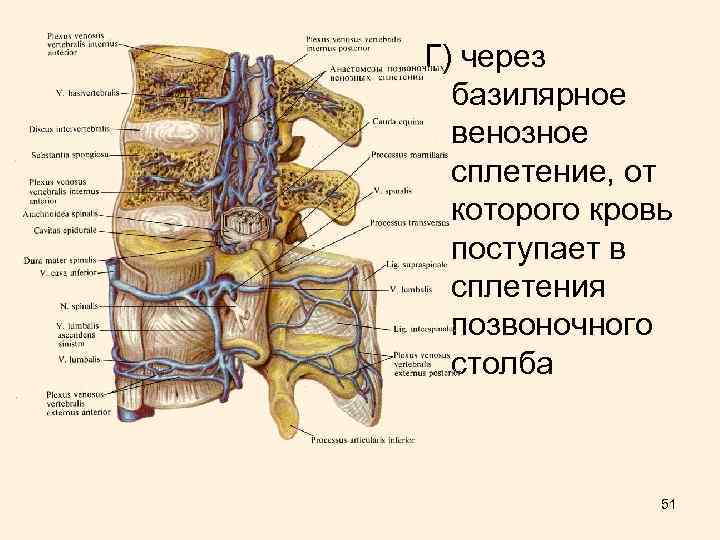 Г) через базилярное венозное сплетение, от которого кровь поступает в сплетения позвоночного столба 51