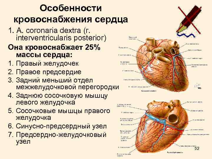 Особенности кровоснабжения сердца 1. А. coronaria dextra (r. interventricularis posterior) Она кровоснабжает 25% массы