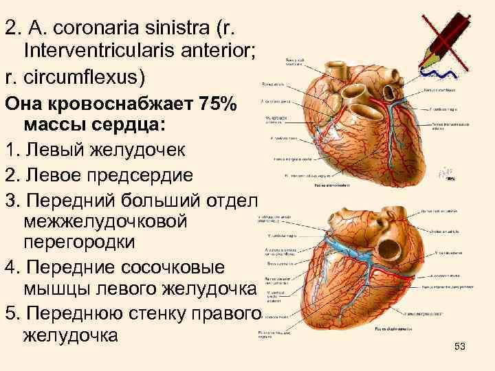 2. А. coronaria sinistra (r. Interventricularis anterior; r. circumflexus) Она кровоснабжает 75% массы сердца: