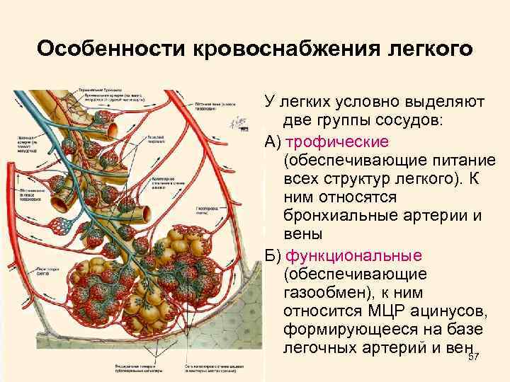 Схема кровоснабжения легких