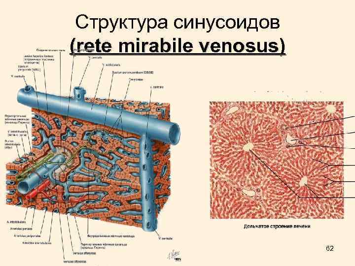 Структура синусоидов (rete mirabile venosus) 62 