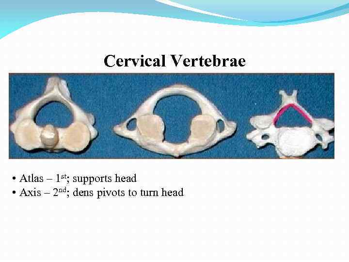 Cervical Vertebrae • Atlas – 1 st; supports head • Axis – 2 nd;