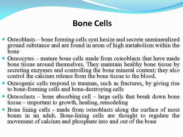 Bone Cells Osteoblasts – bone forming cells synt hesize and secrete unmineralized ground substance