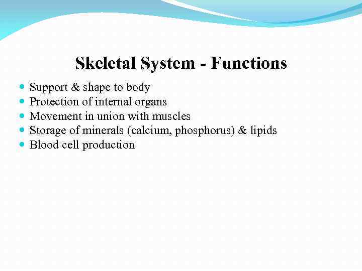 Skeletal System - Functions Support & shape to body Protection of internal organs Movement