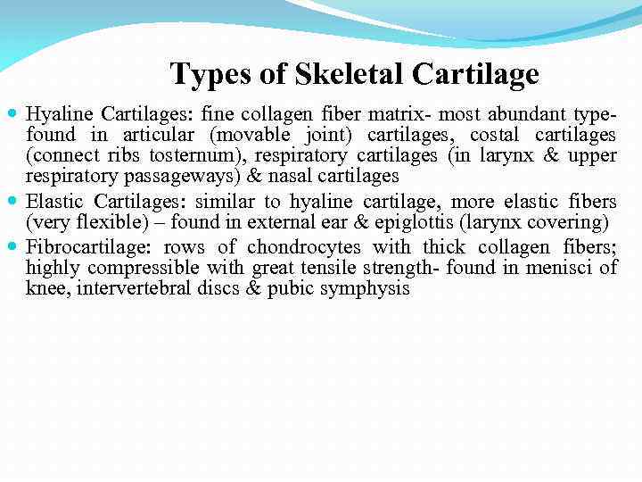 Types of Skeletal Cartilage Hyaline Cartilages: fine collagen fiber matrix- most abundant typefound in