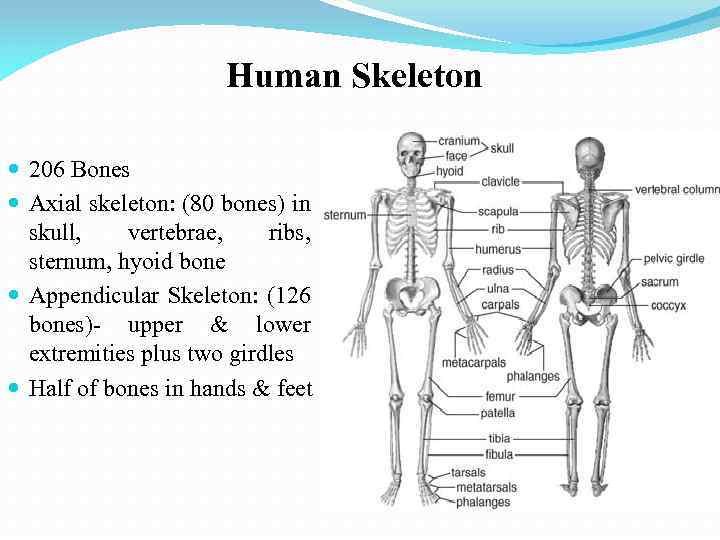 Human Skeleton 206 Bones Axial skeleton: (80 bones) in skull, vertebrae, ribs, sternum, hyoid