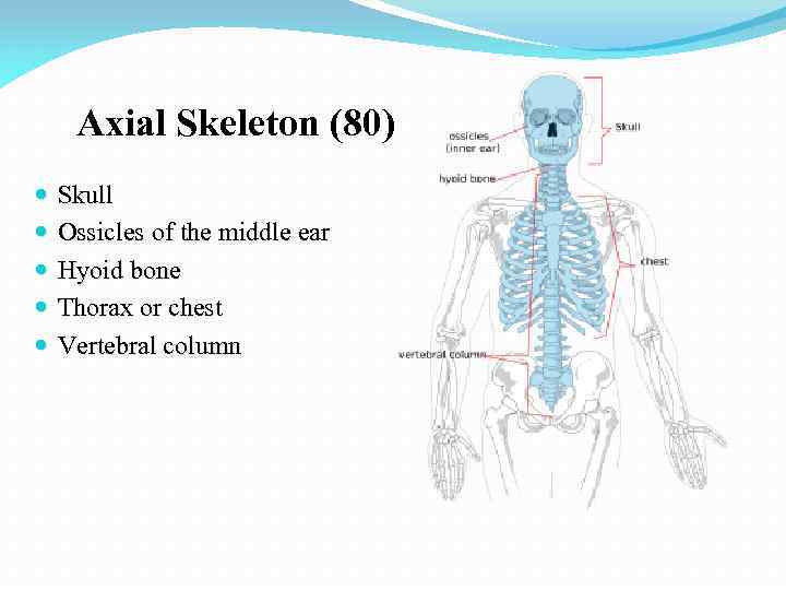Axial Skeleton (80) Skull Ossicles of the middle ear Hyoid bone Thorax or chest