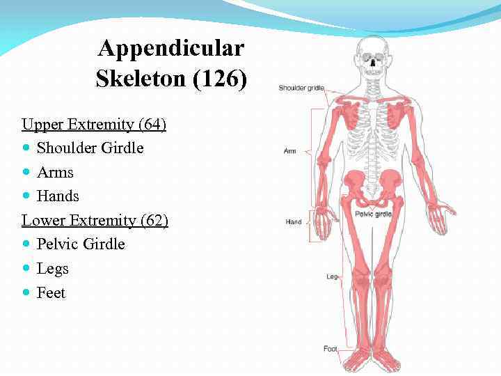 Appendicular Skeleton (126) Upper Extremity (64) Shoulder Girdle Arms Hands Lower Extremity (62) Pelvic