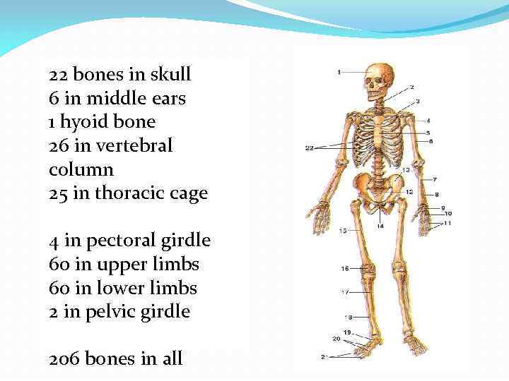 22 bones in skull 6 in middle ears 1 hyoid bone 26 in vertebral