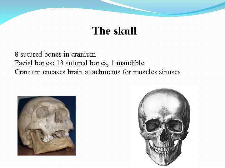 The skull 8 sutured bones in cranium Facial bones: 13 sutured bones, 1 mandible