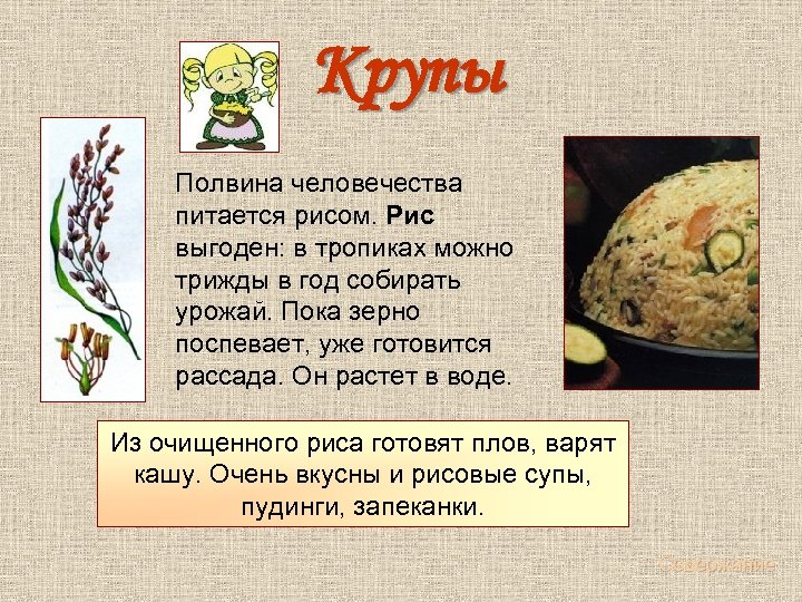 Крупы Полвина человечества питается рисом. Рис выгоден: в тропиках можно трижды в год собирать