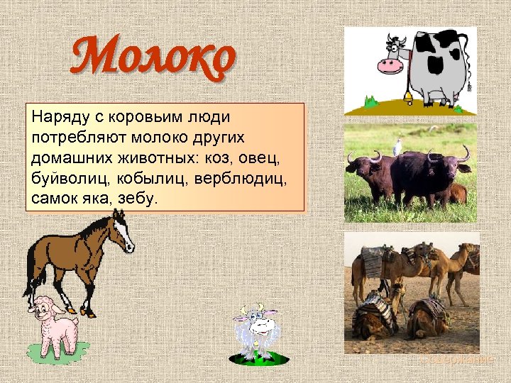  Молоко Наряду с коровьим люди потребляют молоко других домашних животных: коз, овец, буйволиц,