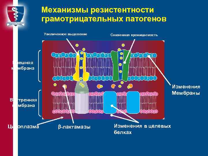 Механизмы резистентности грамотрицательных патогенов Увеличенное выделение Сниженная проницаемость Внешняя мембрана Изменения Мембраны Внутренняя мембрана