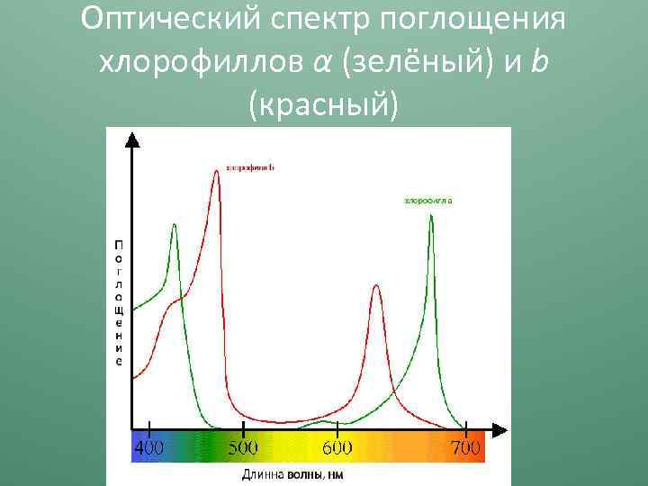 Оптический спектр поглощения хлорофиллов α (зелёный) и b (красный) 