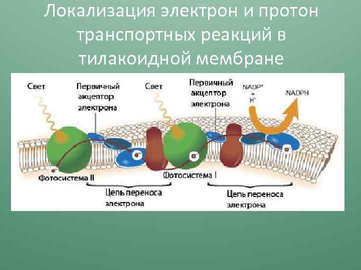 Локализация электрон и протон транспортных реакций в тилакоидной мембране 