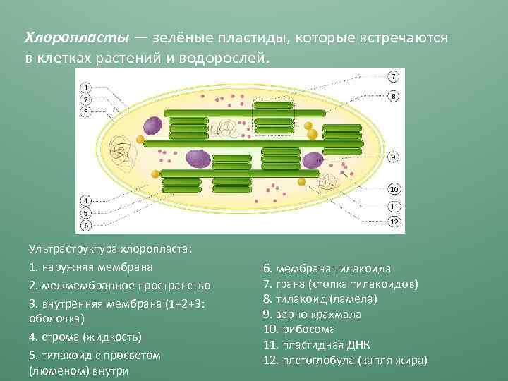 Какой цифрой на рисунке обозначена структура клетки которой имеют хлоропласты