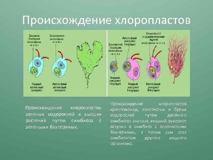 Происхождение хлоропластов зеленых водорослей и высших растений путем симбиоза с зелеными бактериями. Происхождение хлоропластов