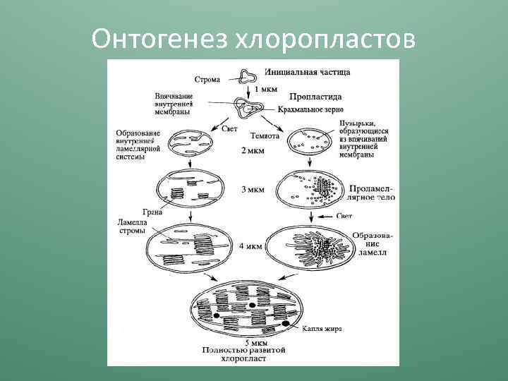 Онтогенез хлоропластов 