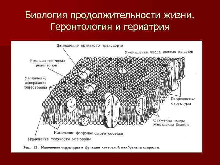 Биология продолжительности жизни. Геронтология и гериатрия 