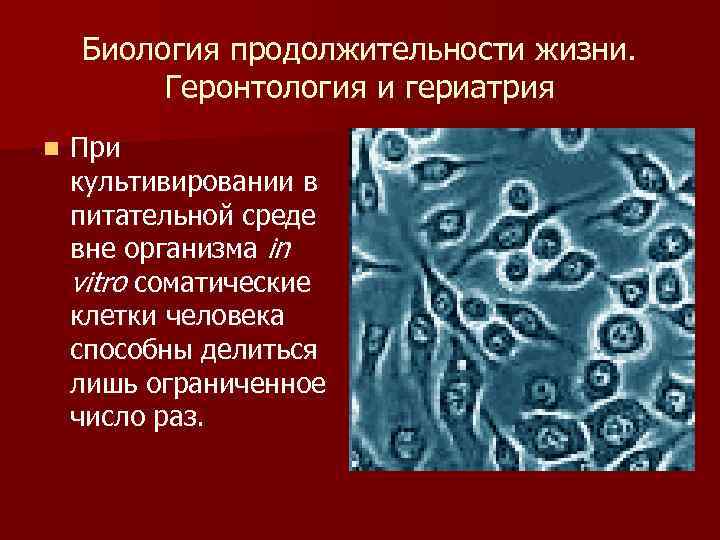 Биология продолжительности жизни. Геронтология и гериатрия n При культивировании в питательной среде вне организма