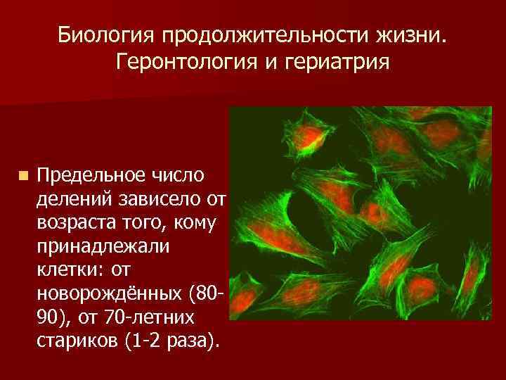 Биология продолжительности жизни. Геронтология и гериатрия n Предельное число делений зависело от возраста того,