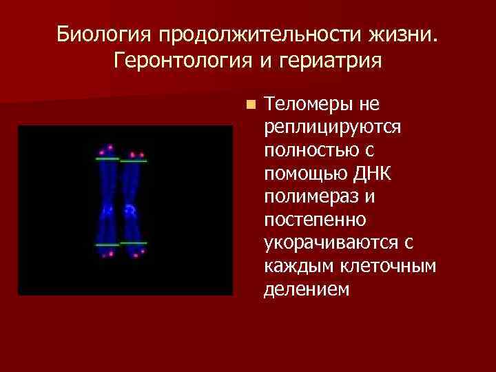 Биология продолжительности жизни. Геронтология и гериатрия n Теломеры не реплицируются полностью с помощью ДНК