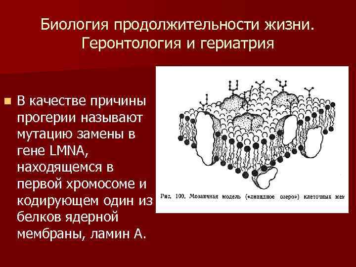 Биология продолжительности жизни. Геронтология и гериатрия n В качестве причины прогерии называют мутацию замены