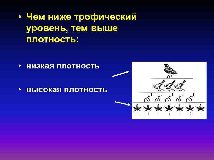  • Чем ниже трофический уровень, тем выше плотность: • низкая плотность • высокая