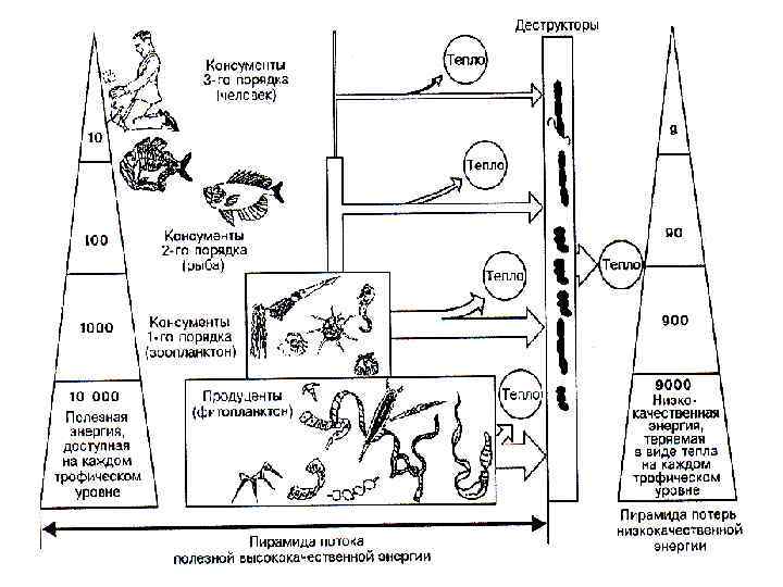 Порядки консументов. Консументы 1 порядка и продуценты. Консументы первого порядка в водоеме. Консументы 3 и 4 порядка. Консументы 4 порядка.