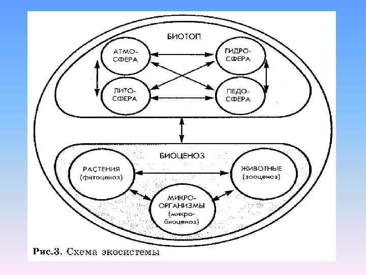 Схема биогеоценоза по сукачеву