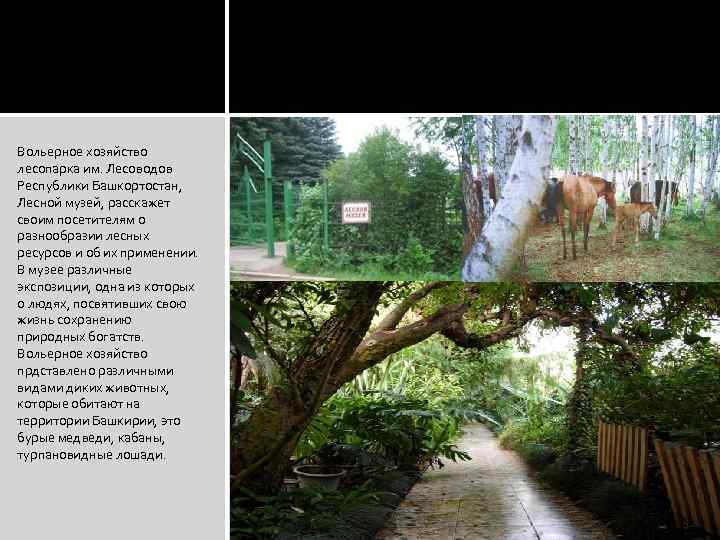 Вольерное хозяйство лесопарка им. Лесоводов Республики Башкортостан, Лесной музей, расскажет своим посетителям о разнообразии