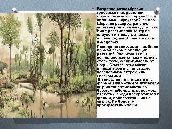 O Возросло разнообразие голосеменных растений, образовавших обширные леса саговников, араукарий, гинкго. Широкое распространение получил