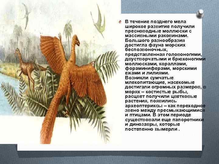 O В течение позднего мела широкое развитие получили пресноводные моллюски с массивными раковинами. Большого