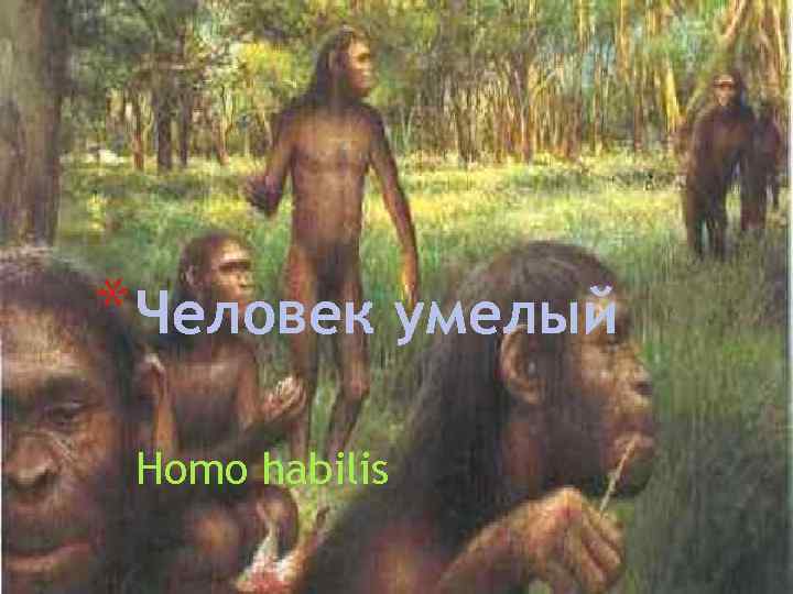 * Человек умелый Homo habilis 