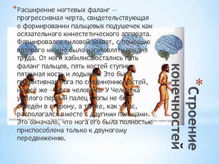 *Расширение ногтевых фаланг — * прогрессивная черта, свидетельствующая о формировании пальцевых подушечек как осязательного