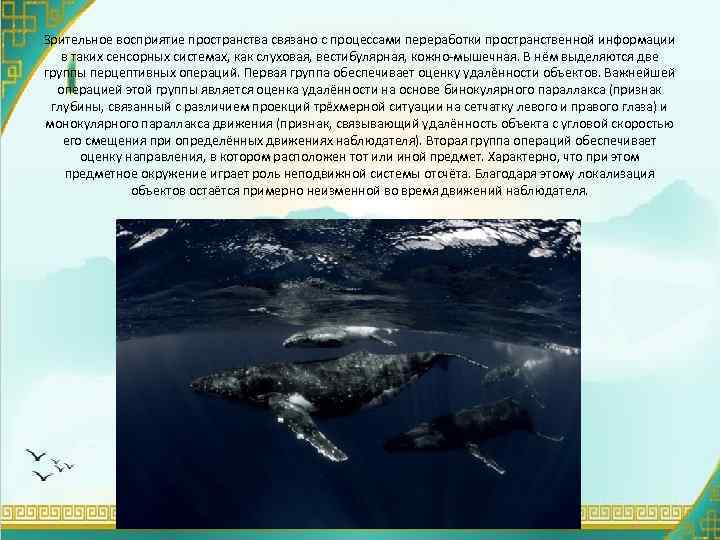 Зрительное восприятие пространства связано с процессами переработки пространственной информации в таких сенсорных системах, как