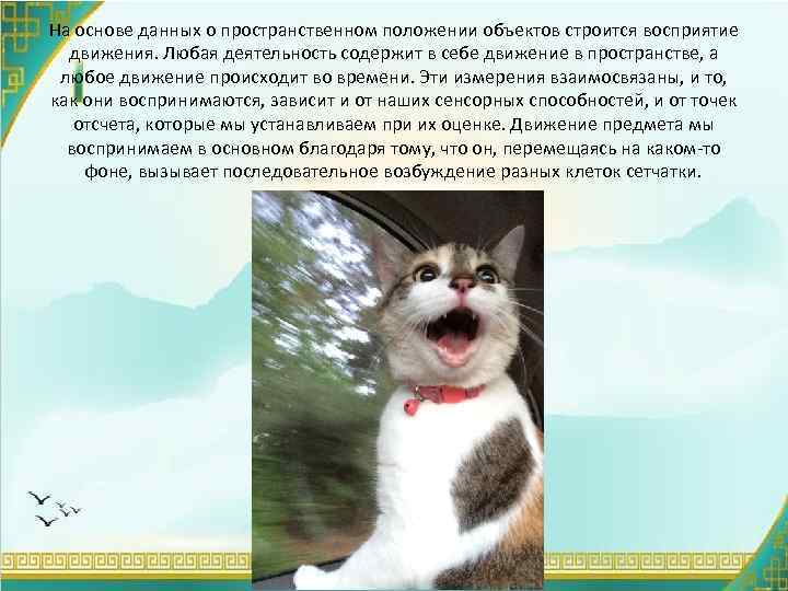 На основе данных о пространственном положении объектов строится восприятие движения. Любая деятельность содержит в