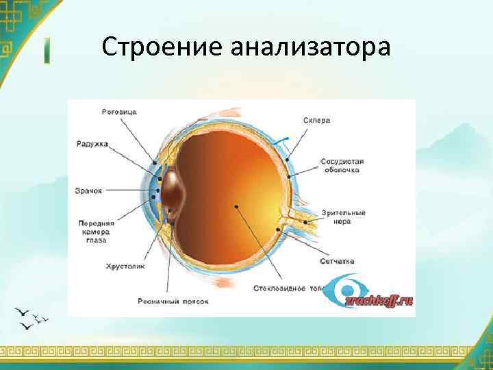 Строение анализатора 